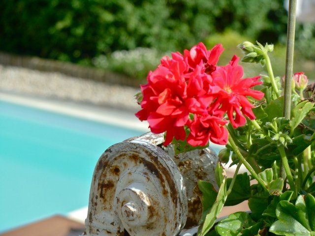 Jardin - piscine
