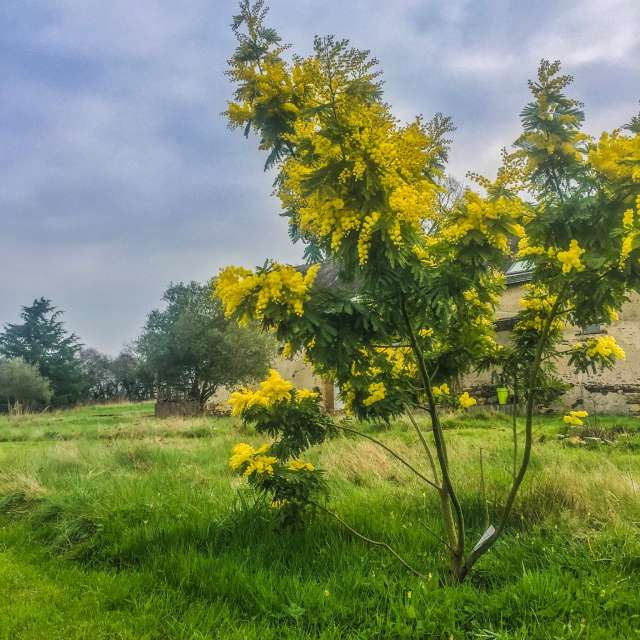 Photo Le pin Terre des landes
